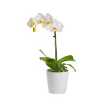 Orchidea Phalaenopsis in Oro Bianco Singolo