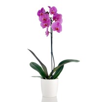 Einzelne violette Phalaenopsis-Orchidee