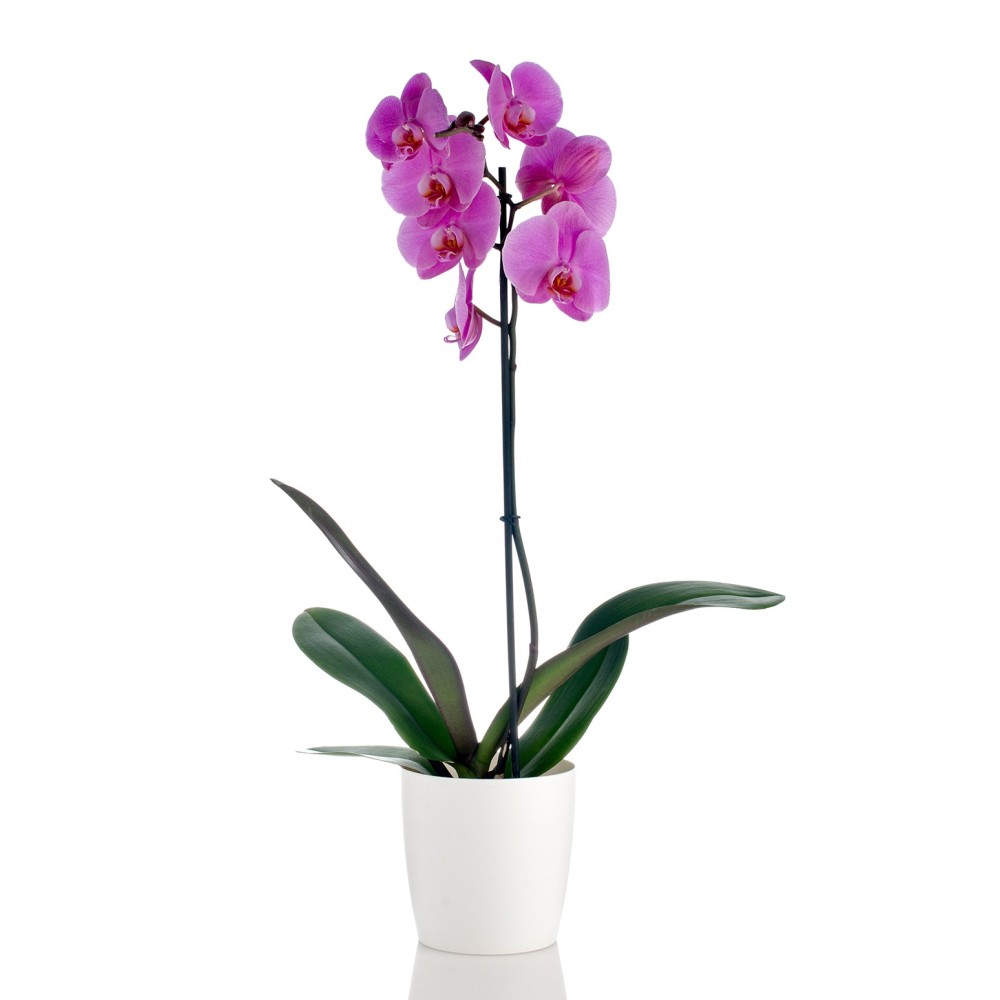 Orchidea Phalaenopsis Viola Singola