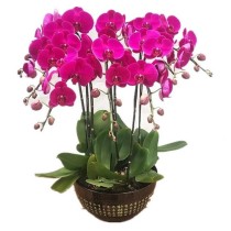 Pianta di Orchidea Phalaenopsis con Stelo Viola 8