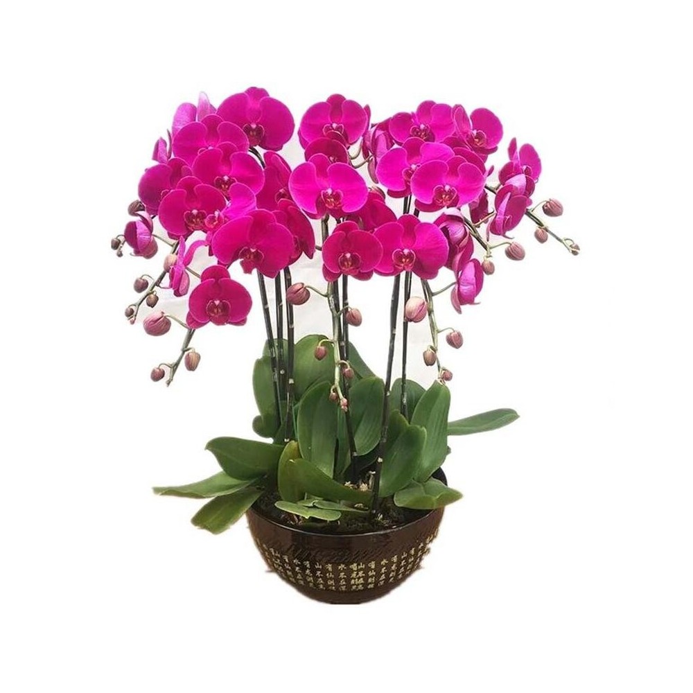 Pianta di Orchidea Phalaenopsis con Stelo Viola 8