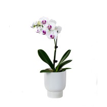 Einzelne weiße lila Phalaenopsis-Orchideenpflanze