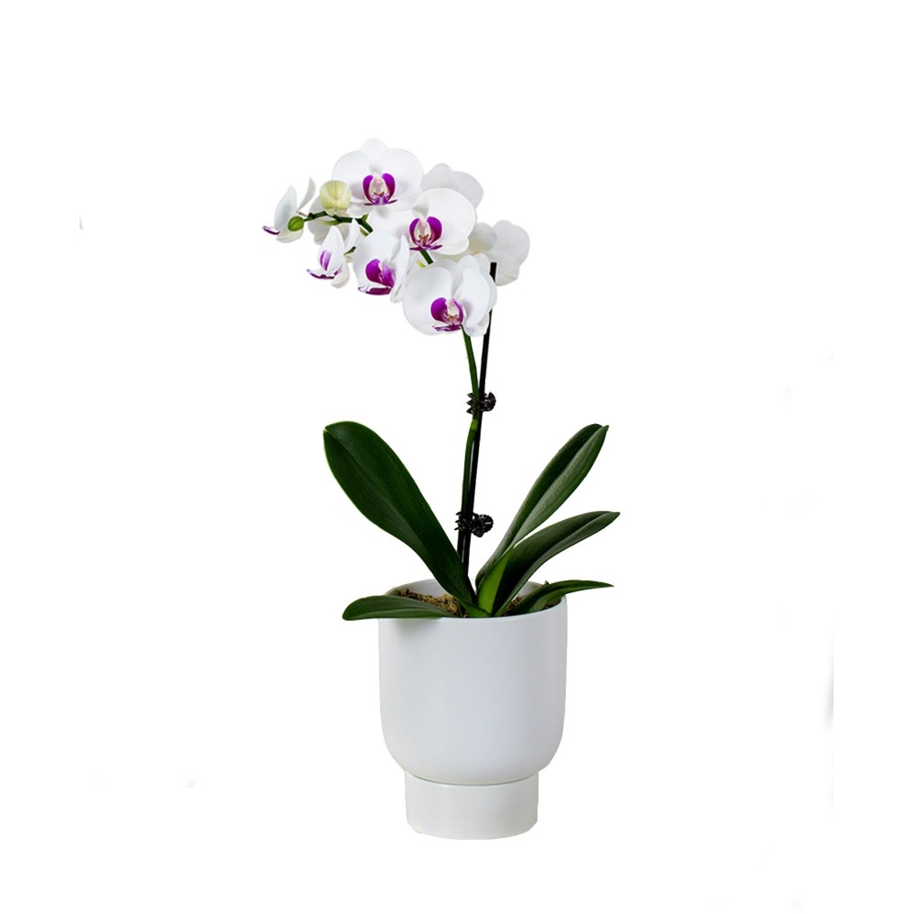 Einzelne weiße lila Phalaenopsis-Orchideenpflanze