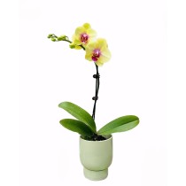 Einzelne gelbe lila Phalaenopsis-Orchideenpflanze