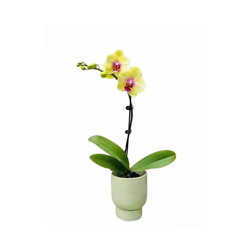 Einzelne gelbe lila Phalaenopsis-Orchideenpflanze