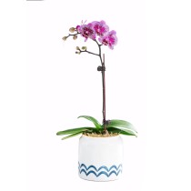 Orchidée Phalaenopsis paon rose pourpre une tige