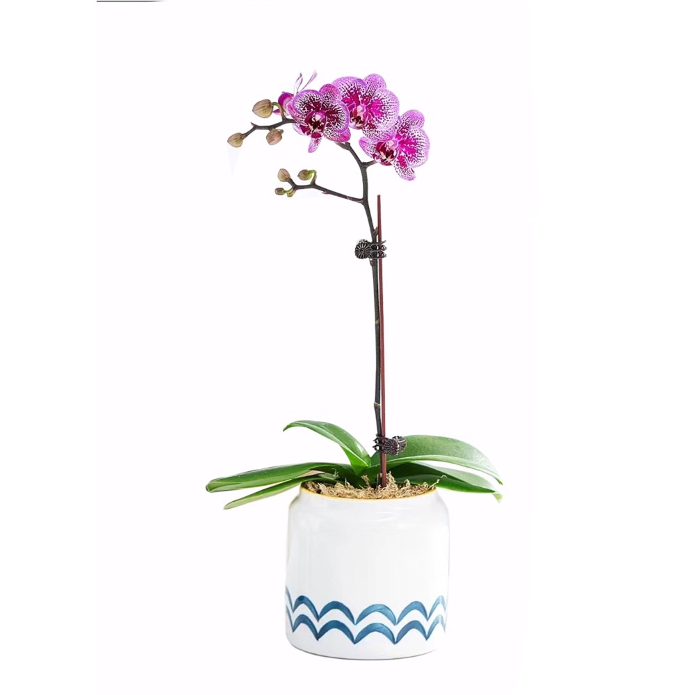 Einzelne lila rosa Pfau-Phalaenopsis-Orchidee