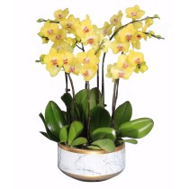 Orchidée Phalaenopsis jaune à 8 tiges