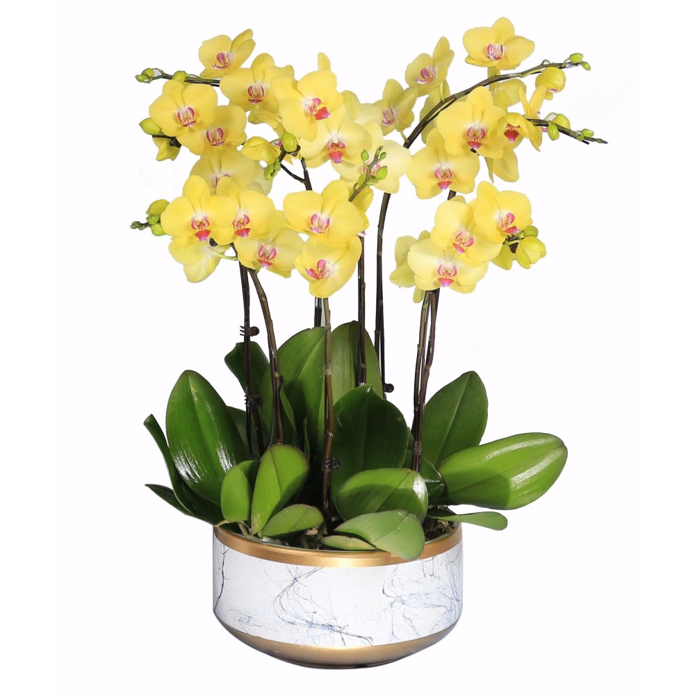 Gelbe Phalaenopsis-Orchideenpflanze mit 8 Stielen