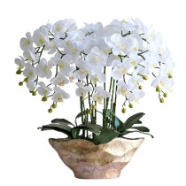 Orchidée Phalaenopsis blanche à 8 tiges