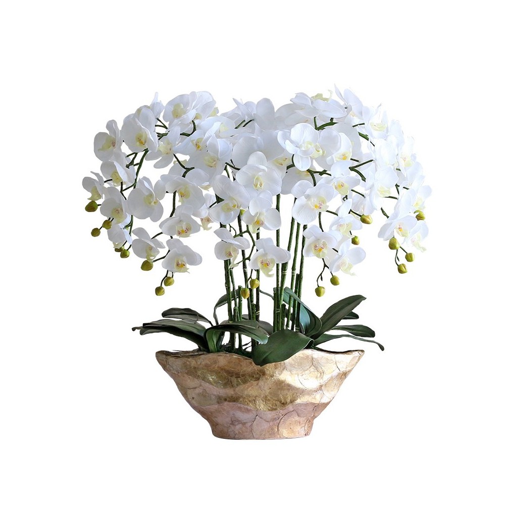 Orchidea Phalaenopsis con stelo bianco 8