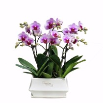 Orchidea Phalaenopsis a 6 steli di colore viola chiaro