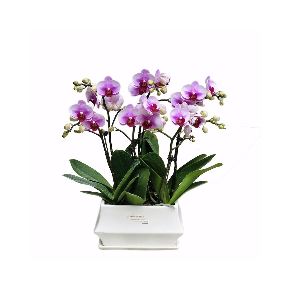 Hellviolette Phalaenopsis-Orchideenpflanze mit 6 Stielen