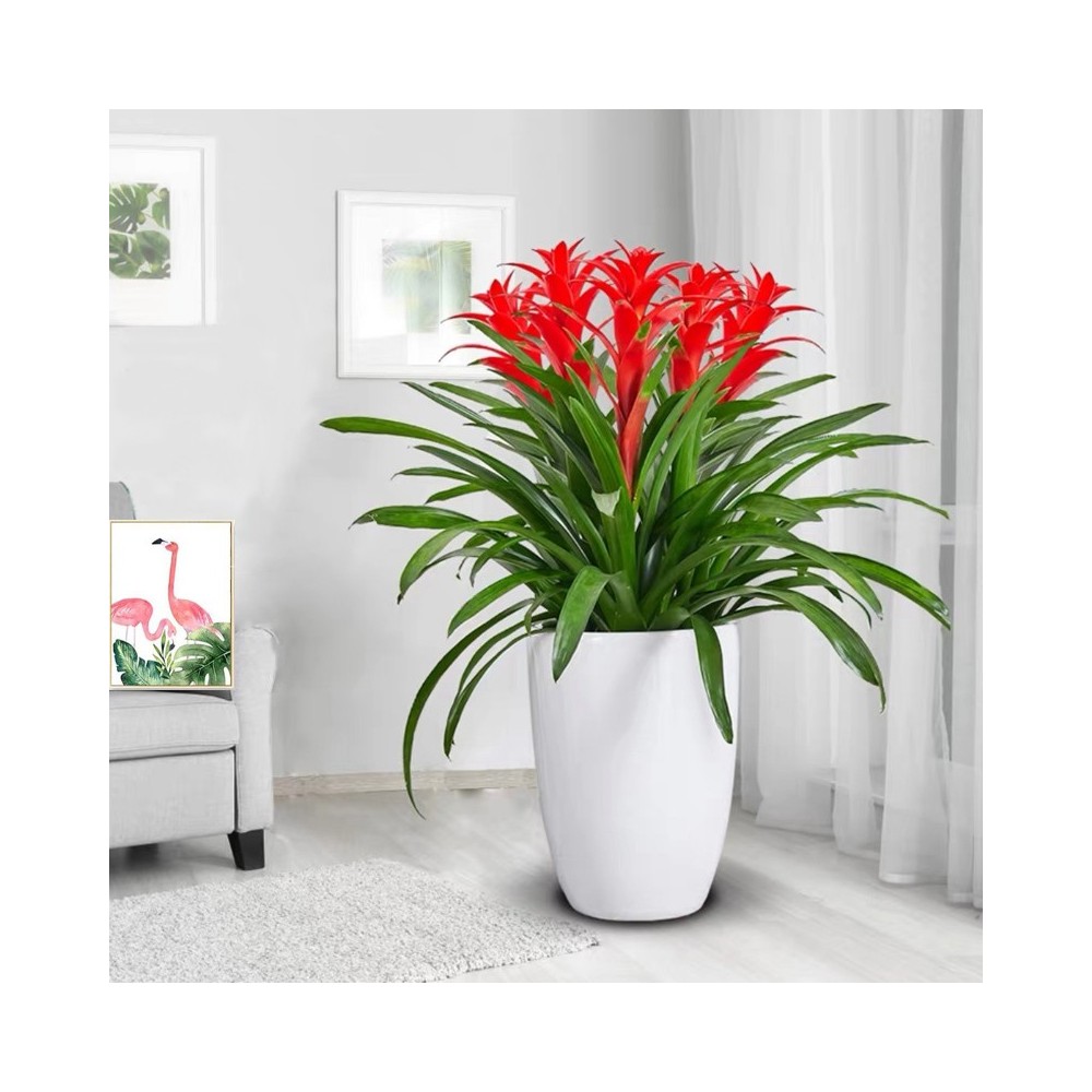 Cinco varas de planta Guzmania con maceta de cerámica.