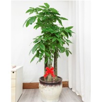 Plante verte money tree à trois tiges avec vase en céramique