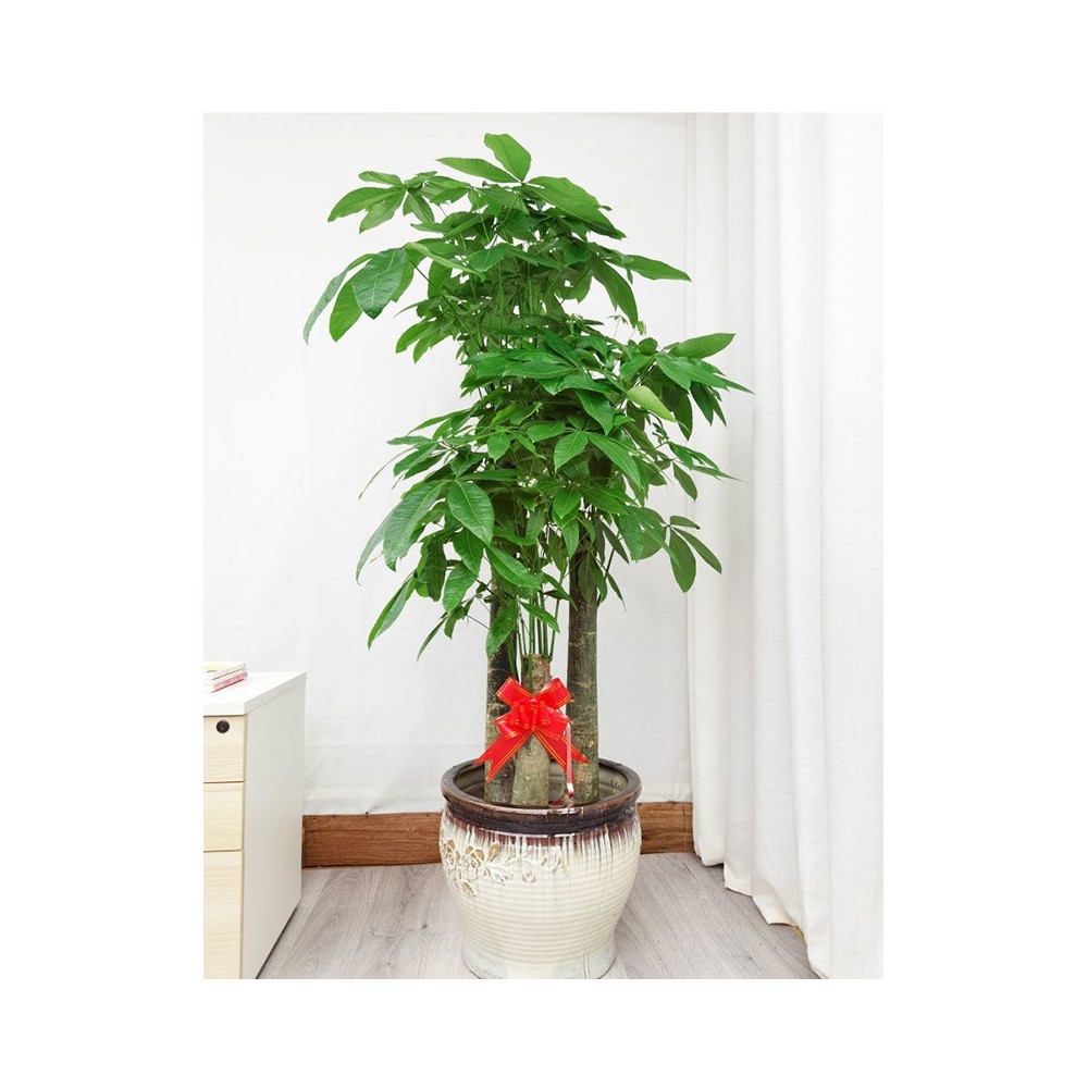 Plante verte money tree à trois tiges avec vase en céramique