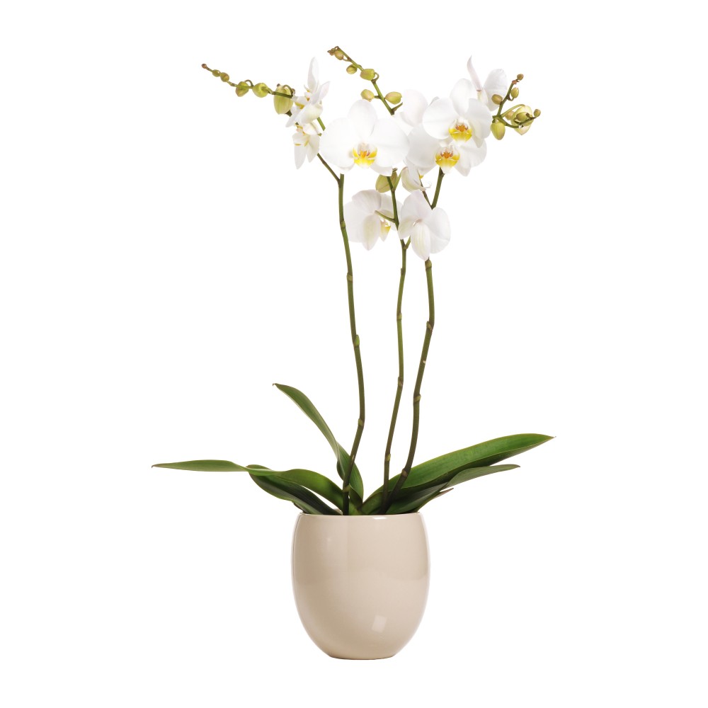 3 Steli di Orchidea Phalaenopsis di Colore Oro Bianco