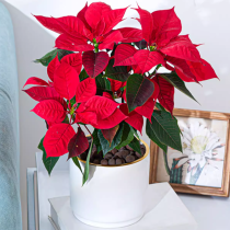 Fleur de Noël de plante de poinsettia dans un vase en céramique