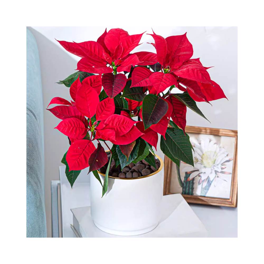 Pianta di Poinsettia Fiore di Natale in Vaso di Ceramica