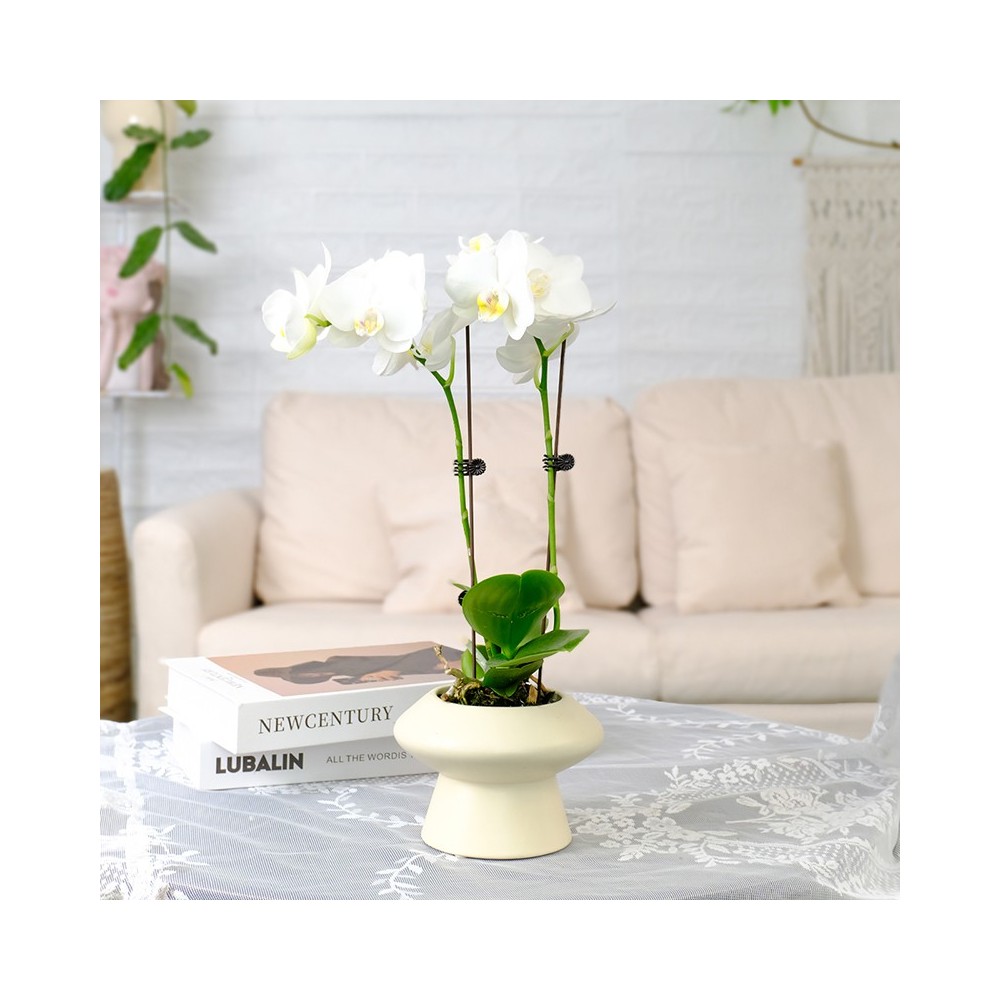 2 Stems White Gold Color Phalaenopsis Orchid