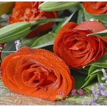 Fresh red roses