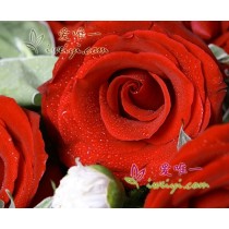 Rose rosse fresche