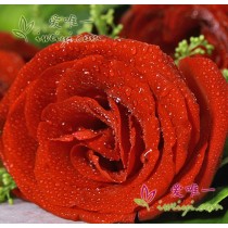 rose rosse