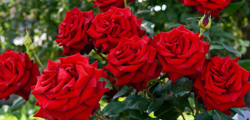 Blooming red roses