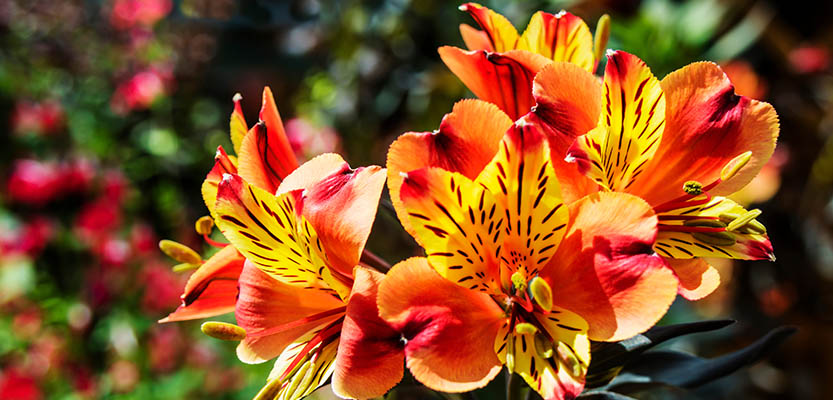 Alstroemeria-Blüten