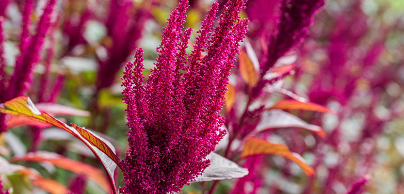 Amaranthus flowers