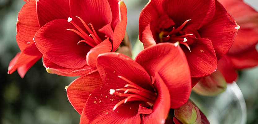 Amaryllis flowers