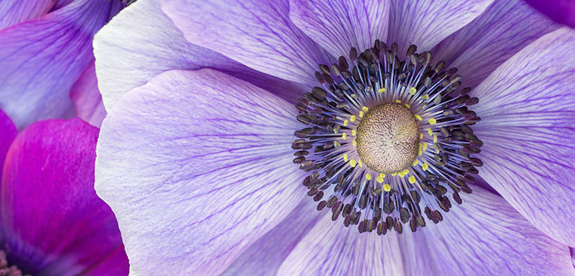 Anemone flower