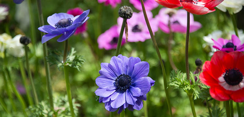 Anemone flowers