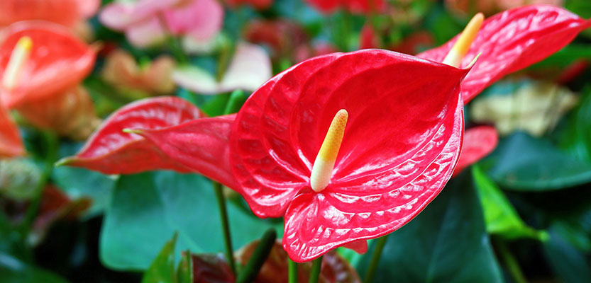 Anthurium