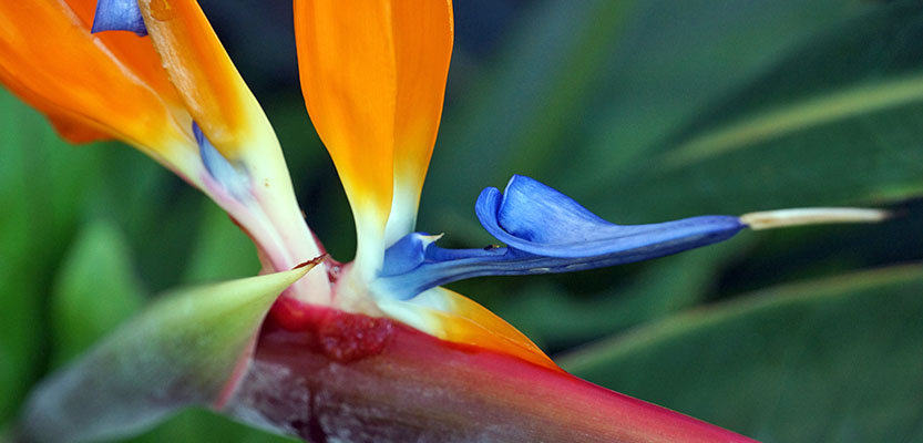 Bird of Paradise flower close-up view