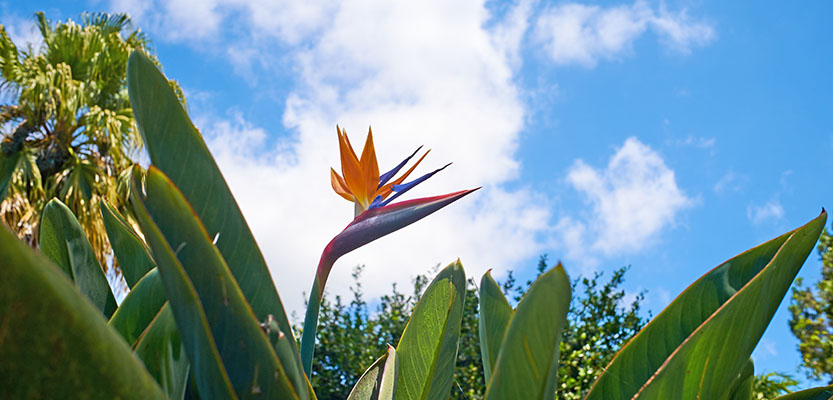 Bird of Paradise flower