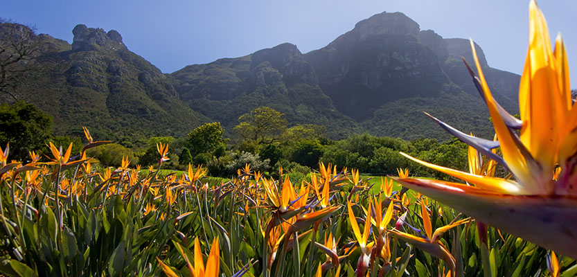 Bird of Paradise flowers