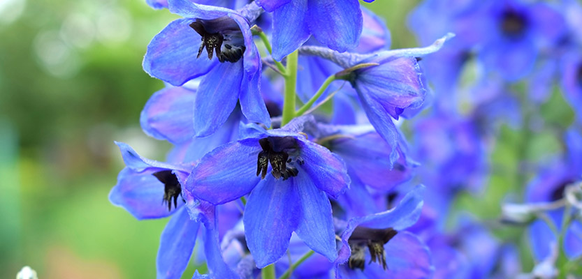 青いデルフィニウムの花