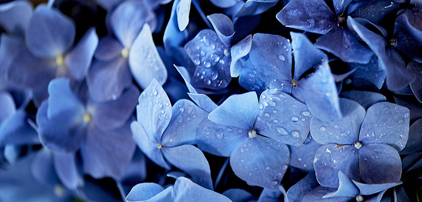 Blue hydrangea close-up