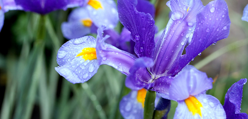 青いアイリスの花のクローズアップ