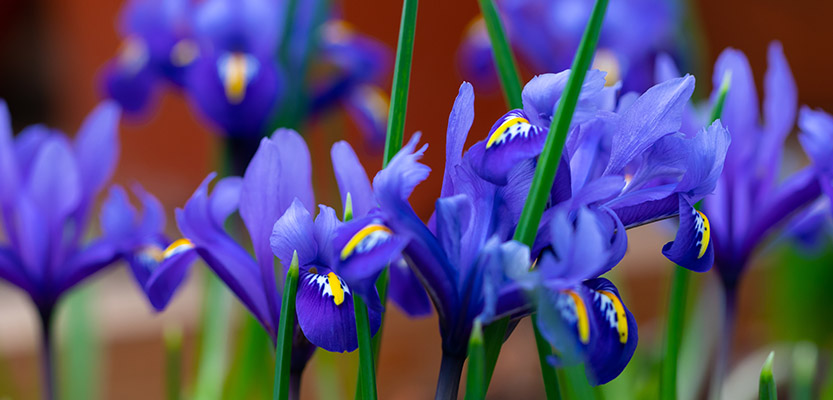 庭の青いアイリスの花