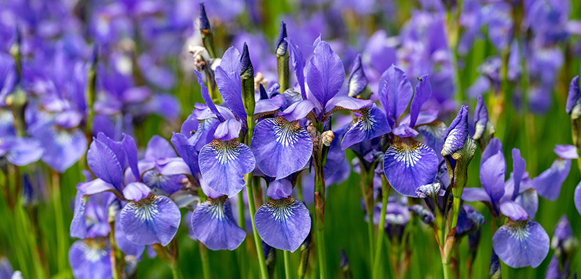 Blue Iris flowers versicolor