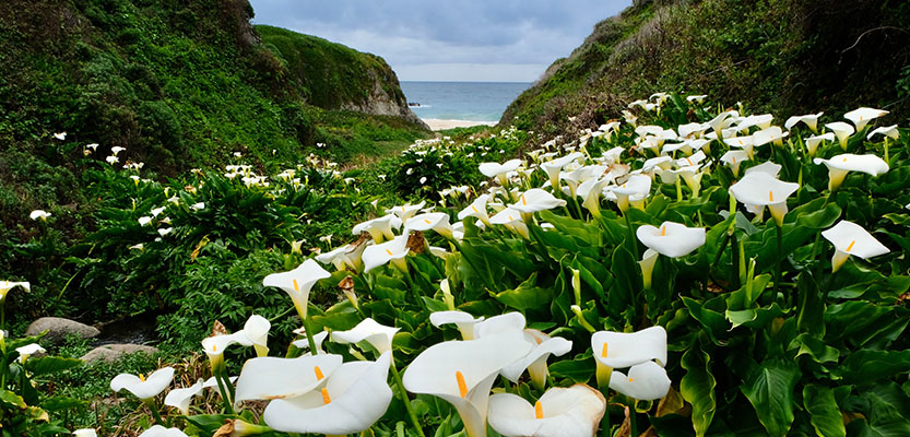 Calla lilies