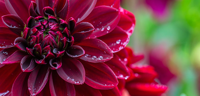 Close-up dark red colored Dahlia flower