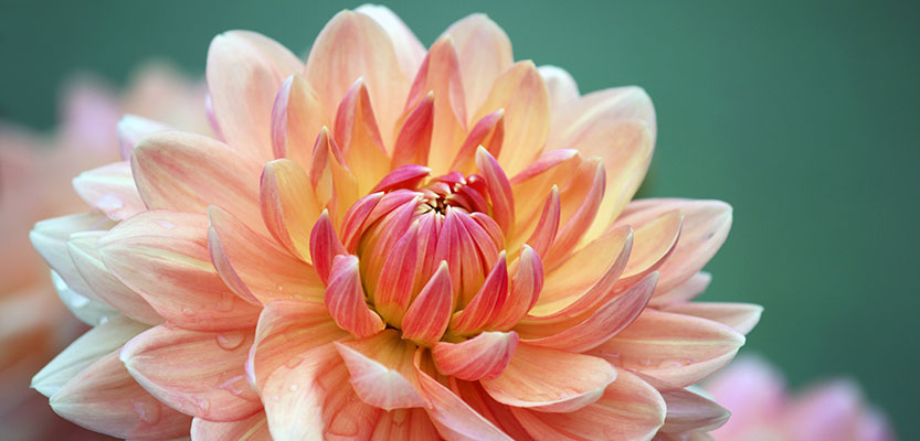 Close-up of pastel colored Dahlia flower