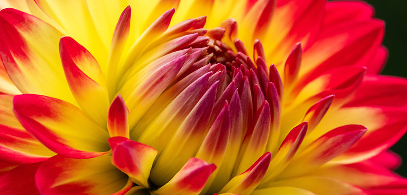 Close-up yellow and red Dahlia flower