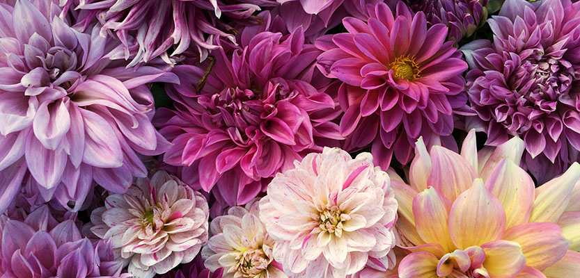 Colorful Dahlia flowers in full bloom