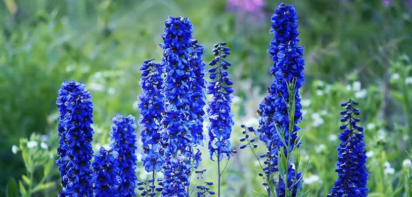 濃い青のデルフィニウムの花