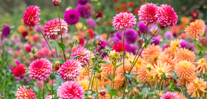 さまざまな色のダリアの花