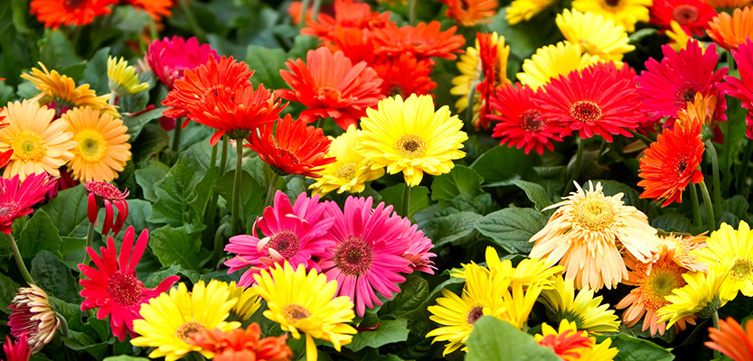 Different colors of gerbera flowers on a garden